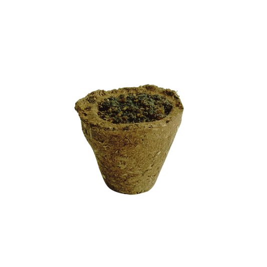 Greendelics Cow Dung Hawan Cups with Loban (Pack of 12)